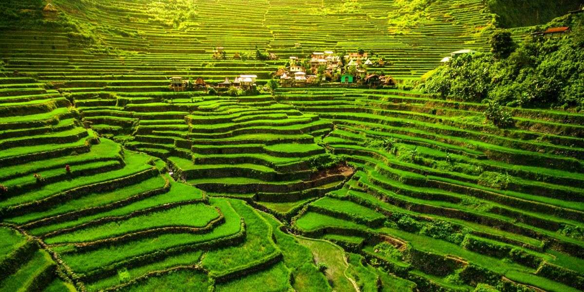 Ryż Banaue puzzle online