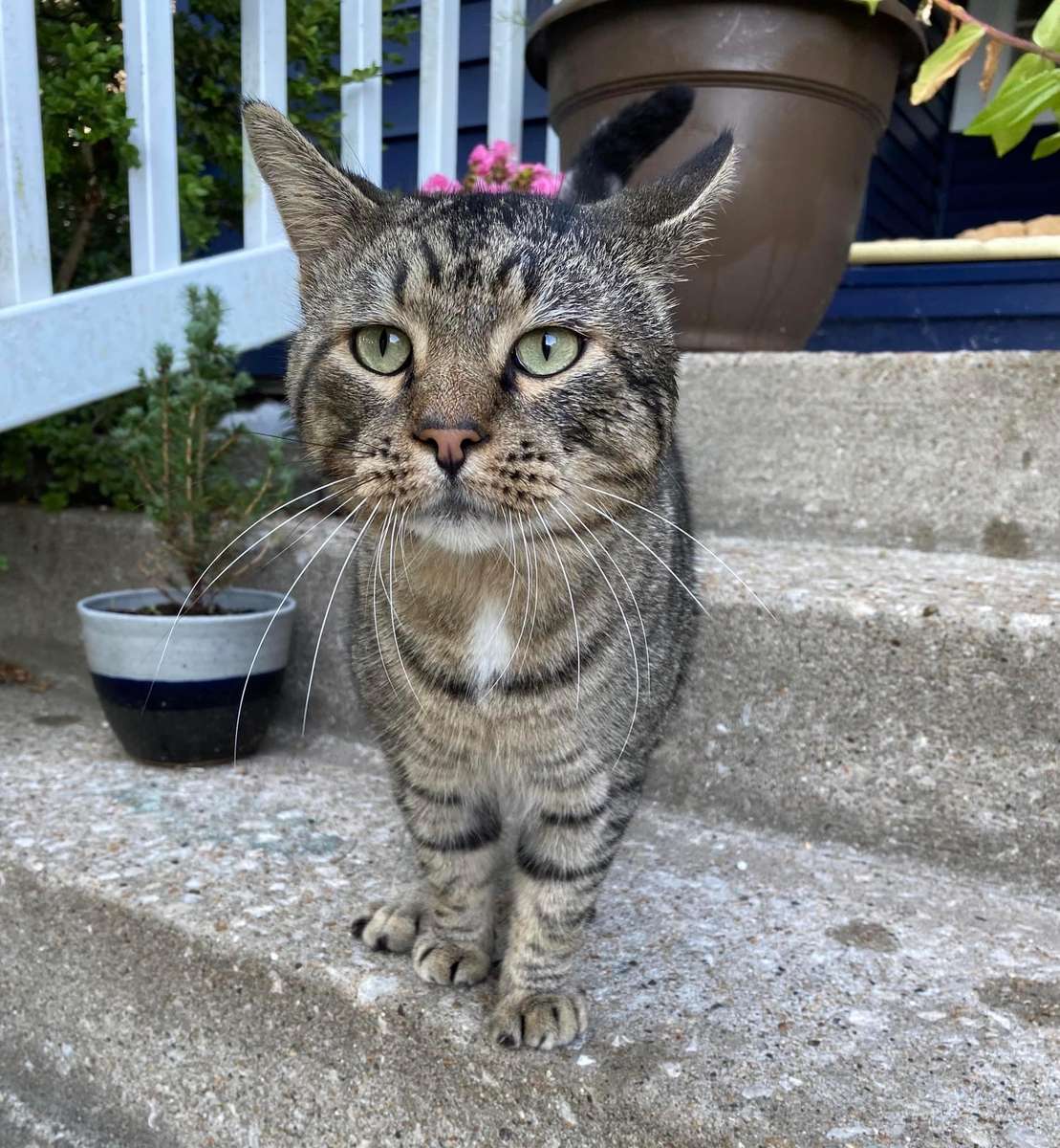 Szary Kot, na schodach werandy puzzle online
