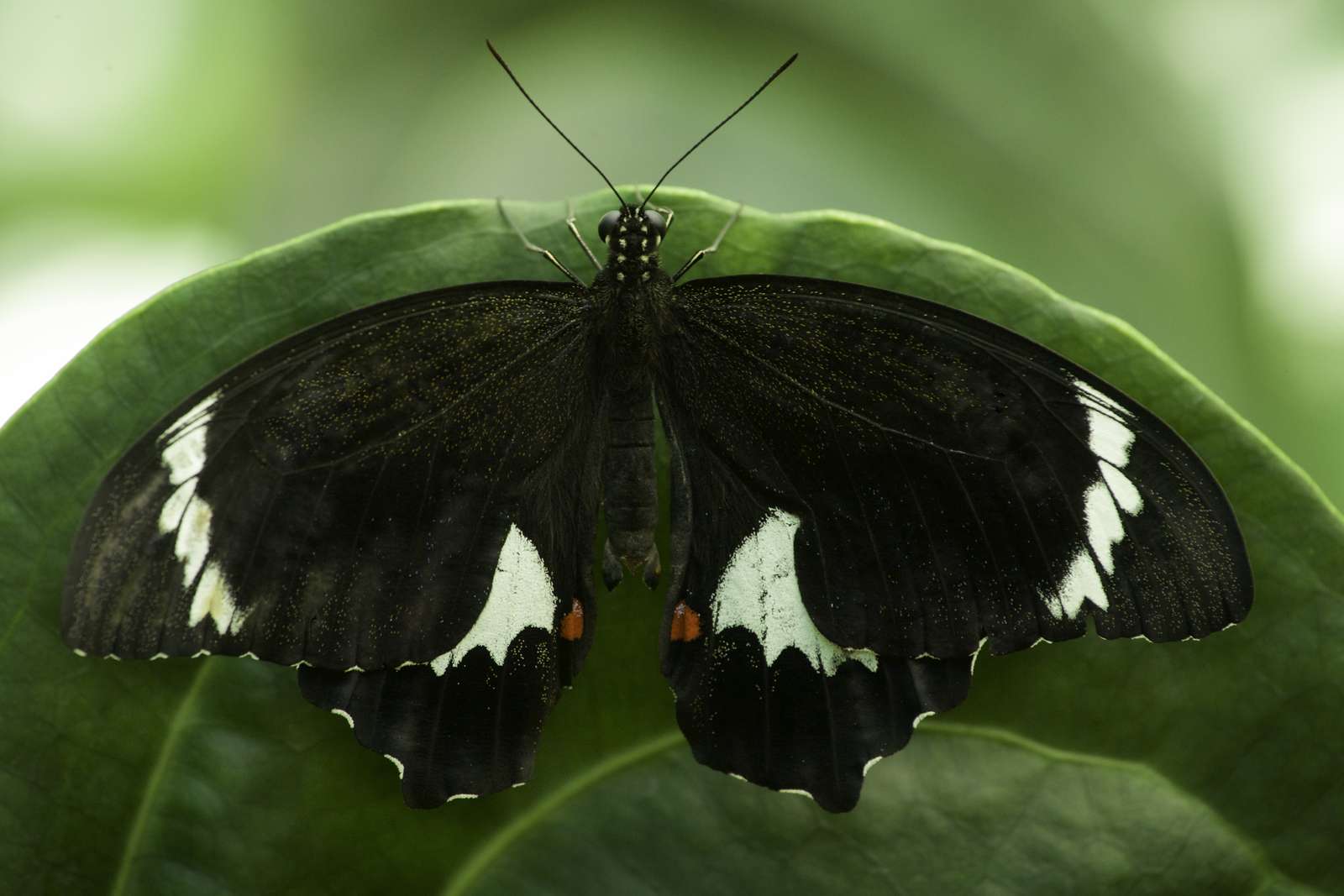 Zgadnij motyla puzzle online ze zdjęcia