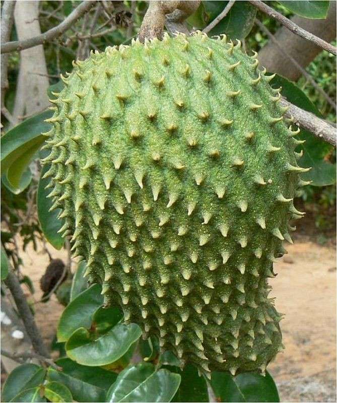 Durian Belanda puzzle online ze zdjęcia