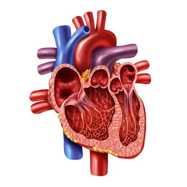 anatomia serca puzzle online ze zdjęcia