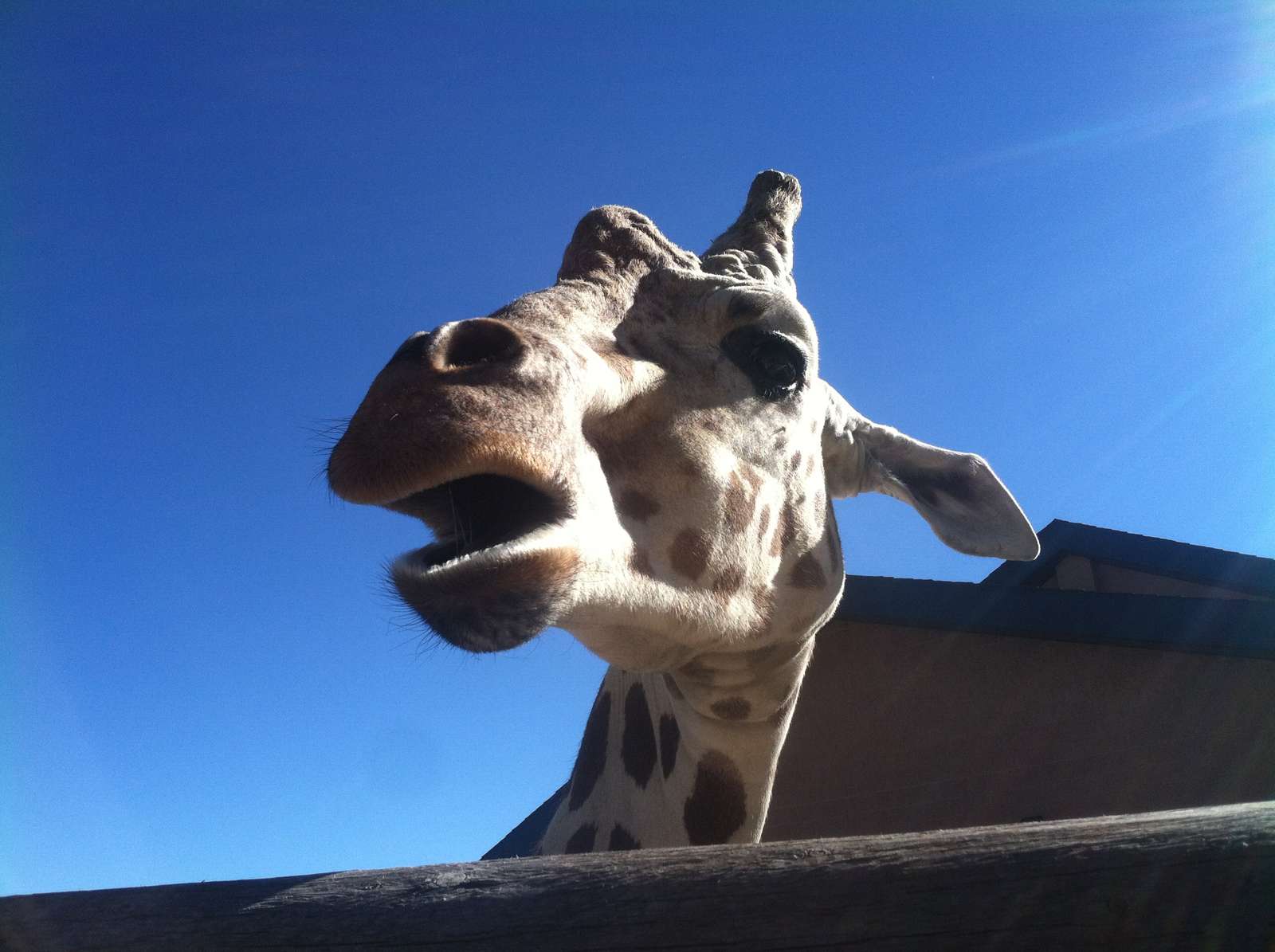 żyrafa górska Czejenów puzzle online ze zdjęcia