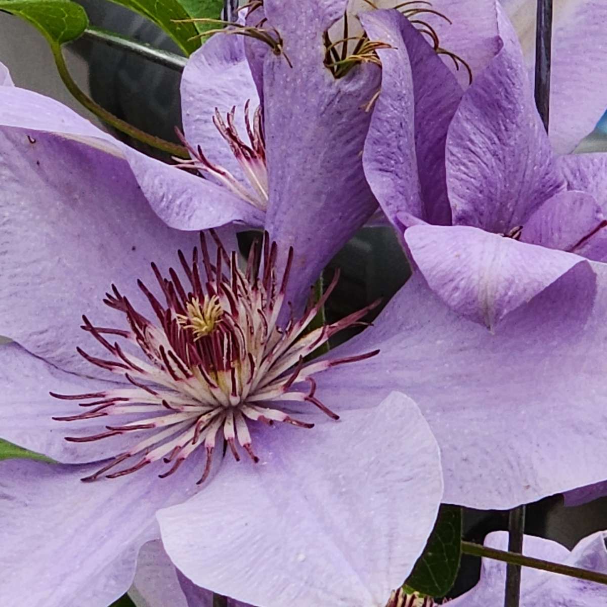 duży fioletowy kwiat puzzle online