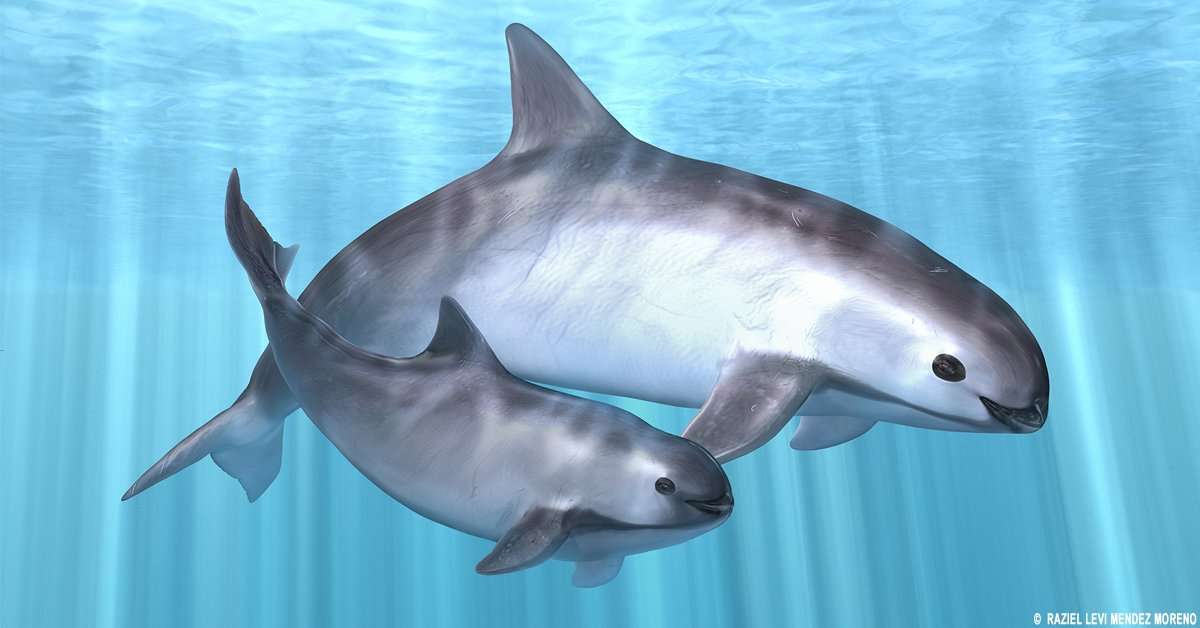 Vaquita? Najmniejszy i najrzadszy ssak morski puzzle online