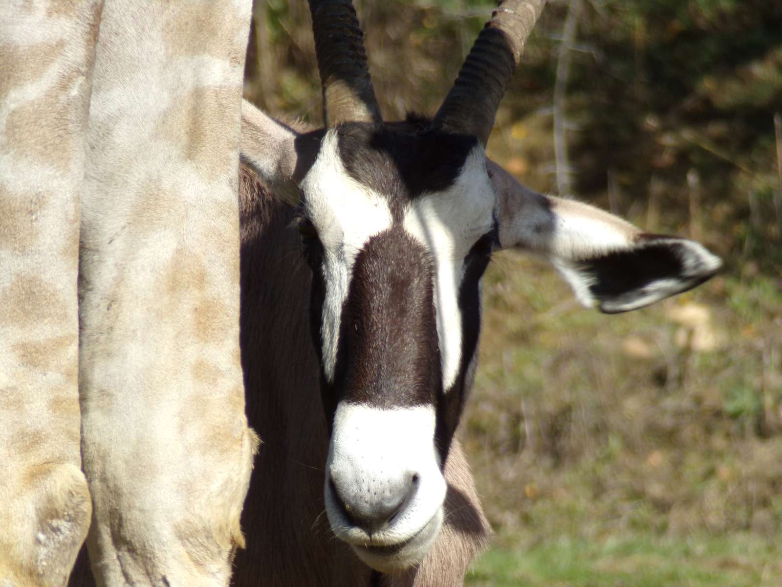 Zbliżenie na Gemsbok puzzle online ze zdjęcia