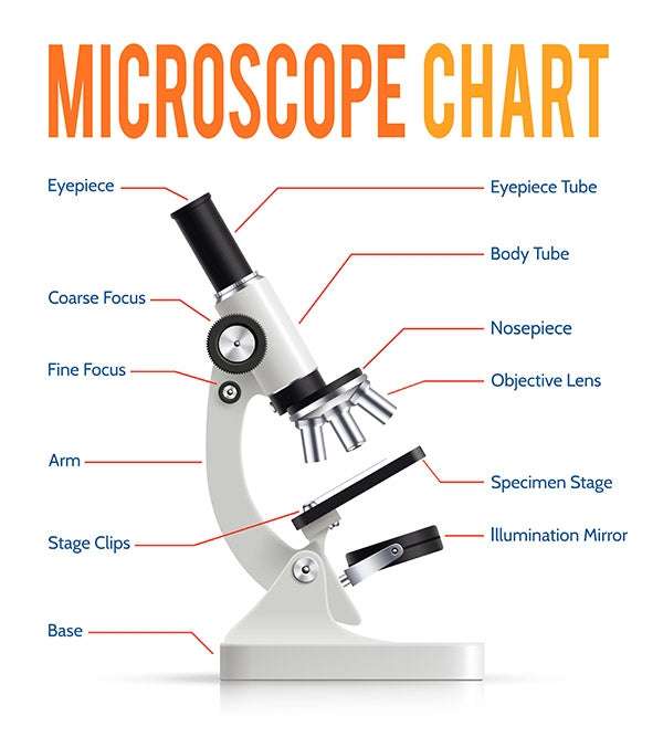 Części mikroskopu puzzle online