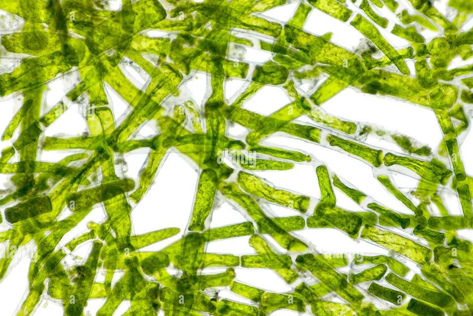 Komórki Alg Pod Mikroskopem puzzle online