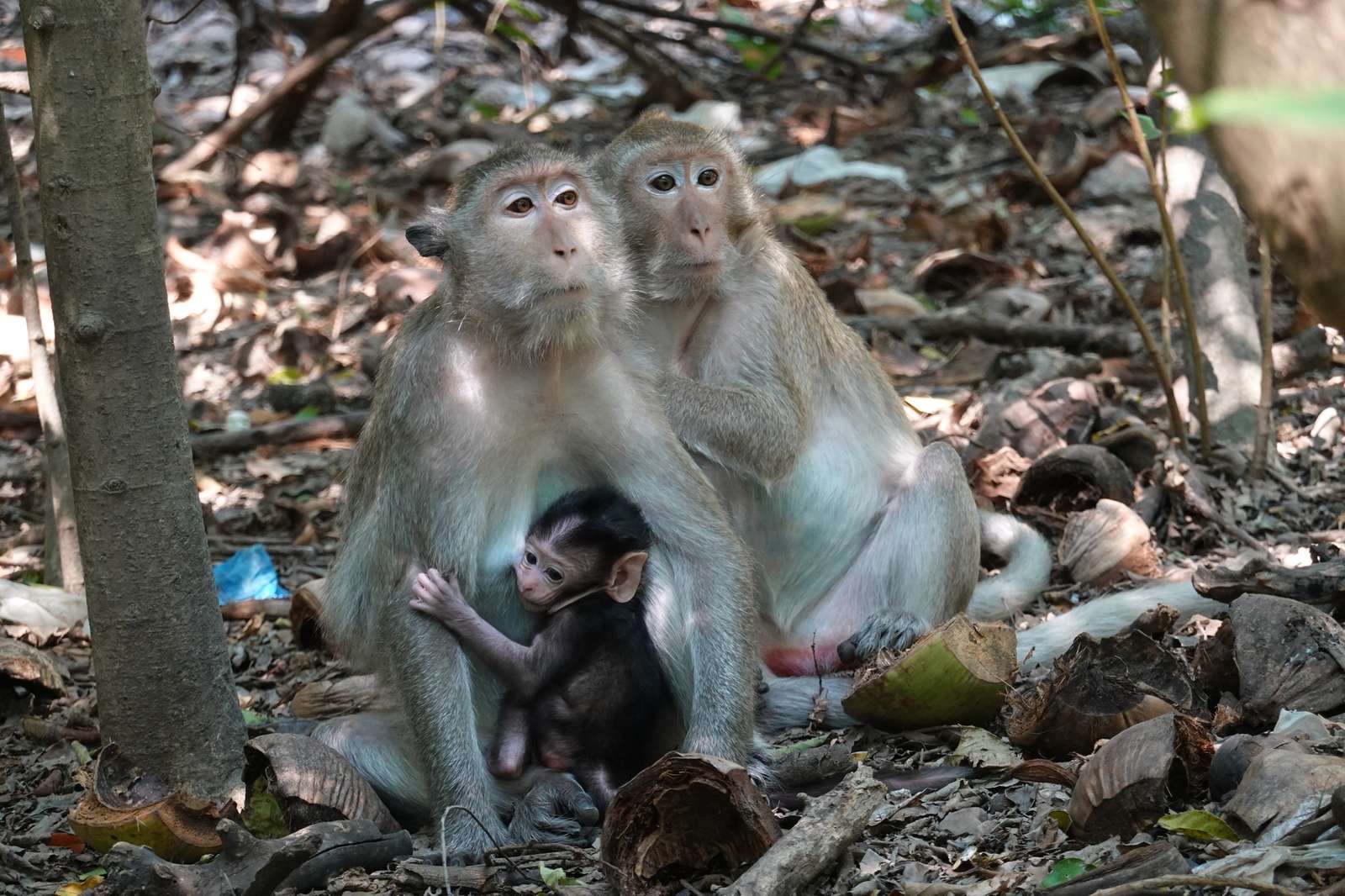 trzy małpy puzzle online ze zdjęcia