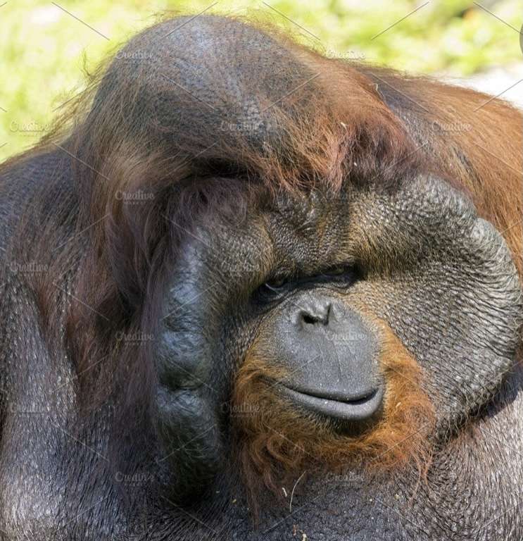 Walenie orangutangi puzzle online ze zdjęcia