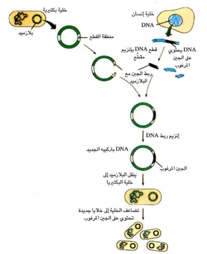 مراحل الهندسة الجينية puzzle online ze zdjęcia