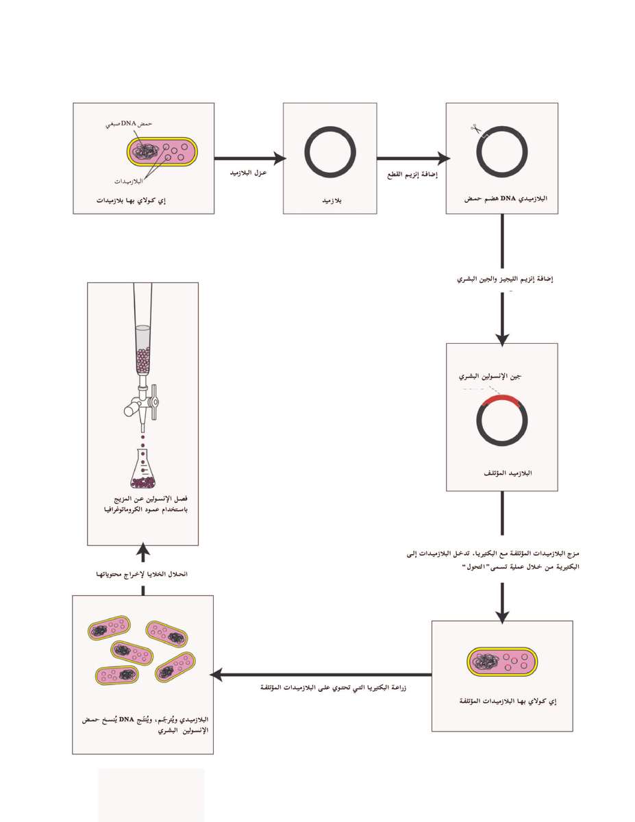 خطوات الهندسة الجينية puzzle online