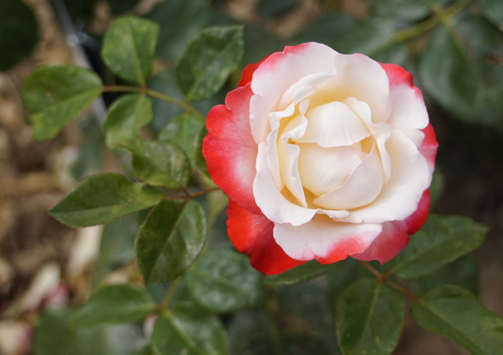 piękno róży puzzle online ze zdjęcia