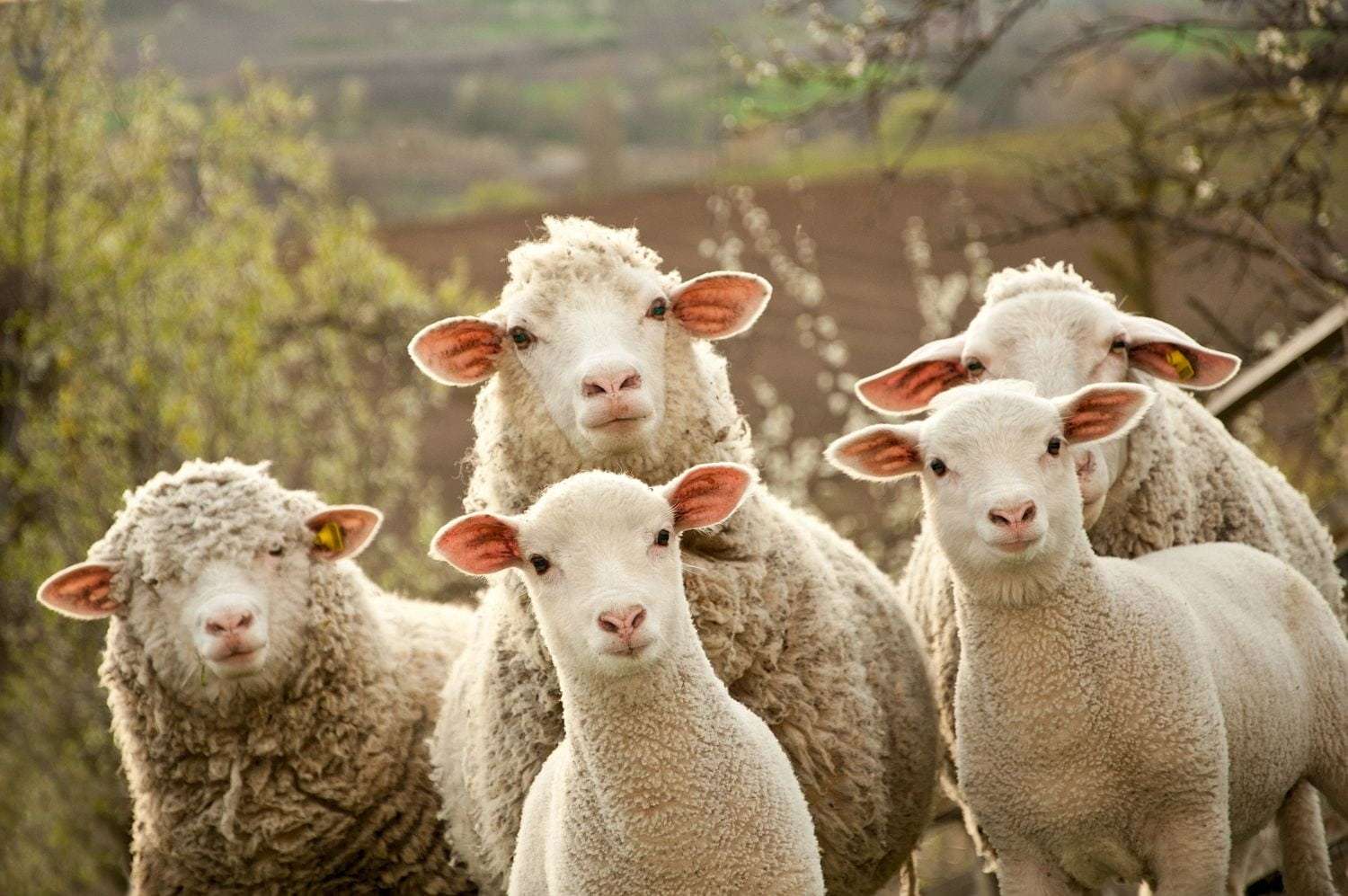 Owce na polu puzzle online ze zdjęcia