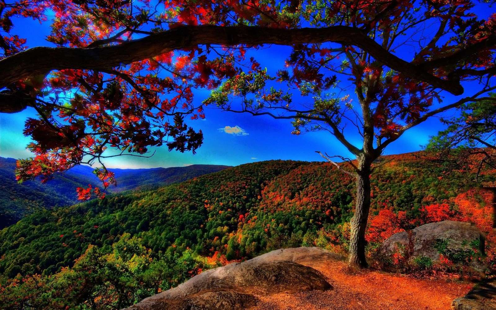 Czerwone Drzewo Błękitne Niebo puzzle online ze zdjęcia