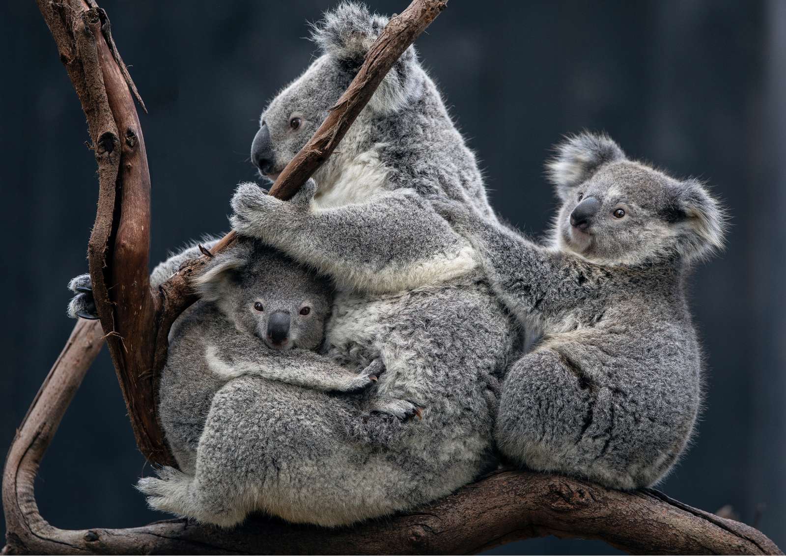 zagadka koala puzzle online