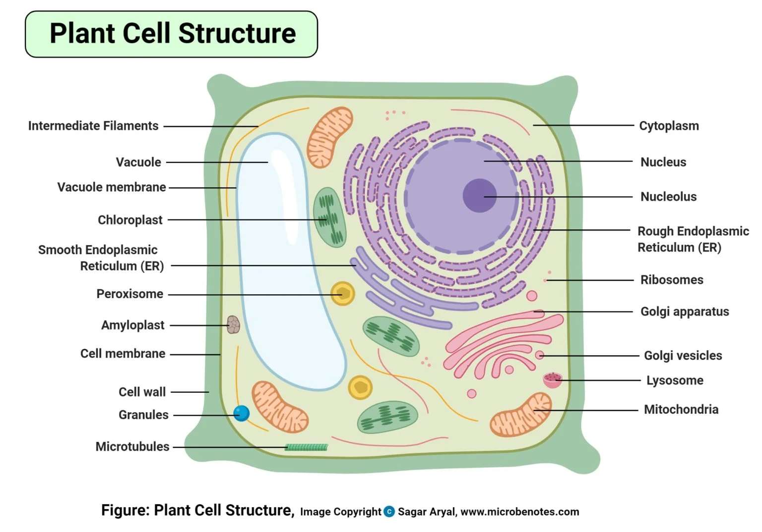 Komórka roślinna puzzle online ze zdjęcia