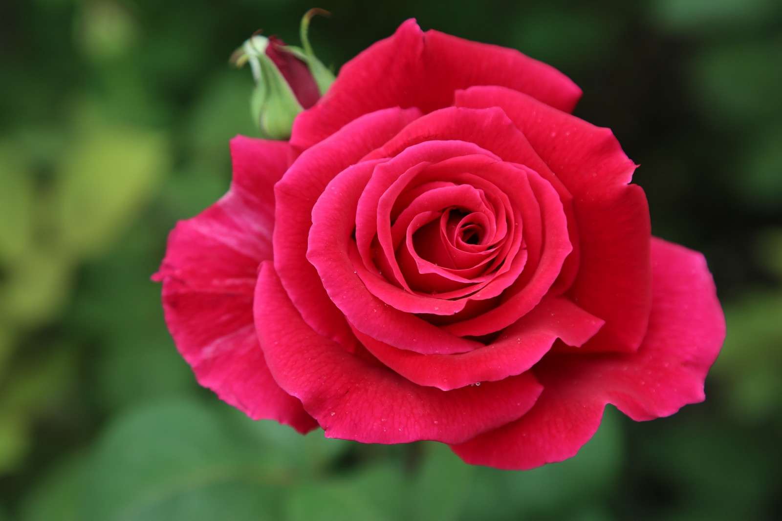 Piękna Róża puzzle online ze zdjęcia