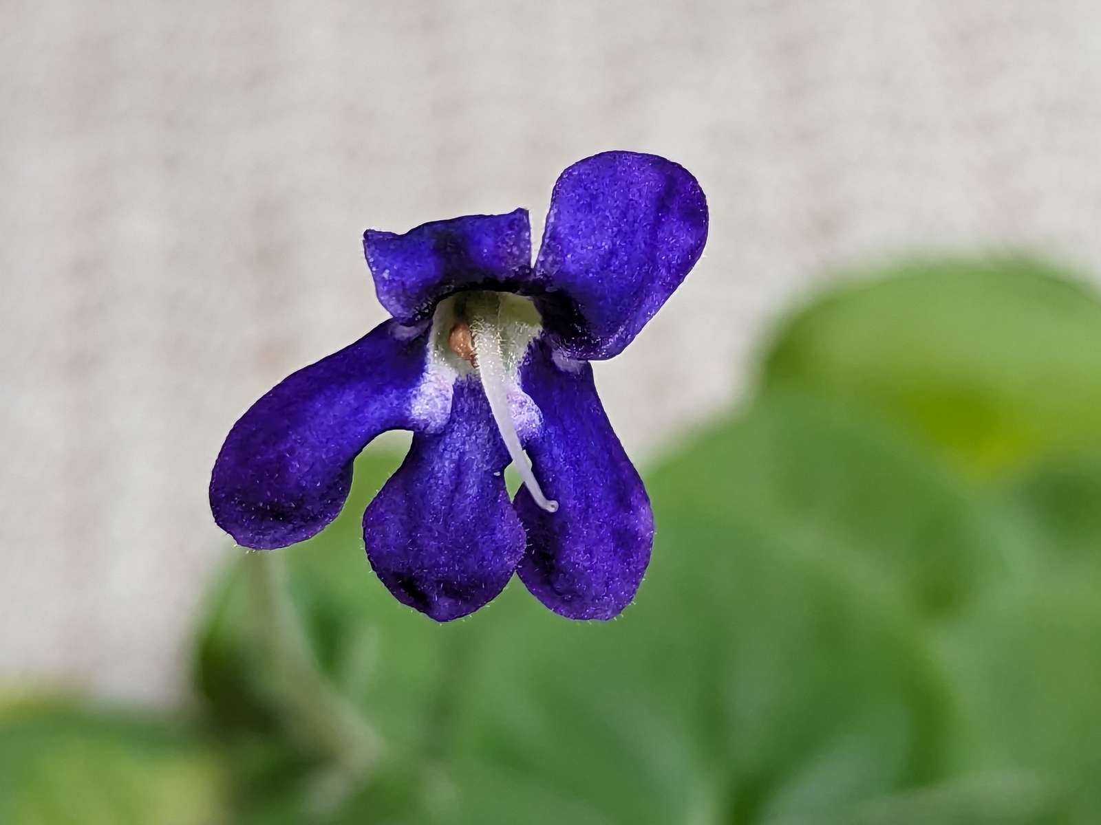 Petrocosmea flaccida puzzle online