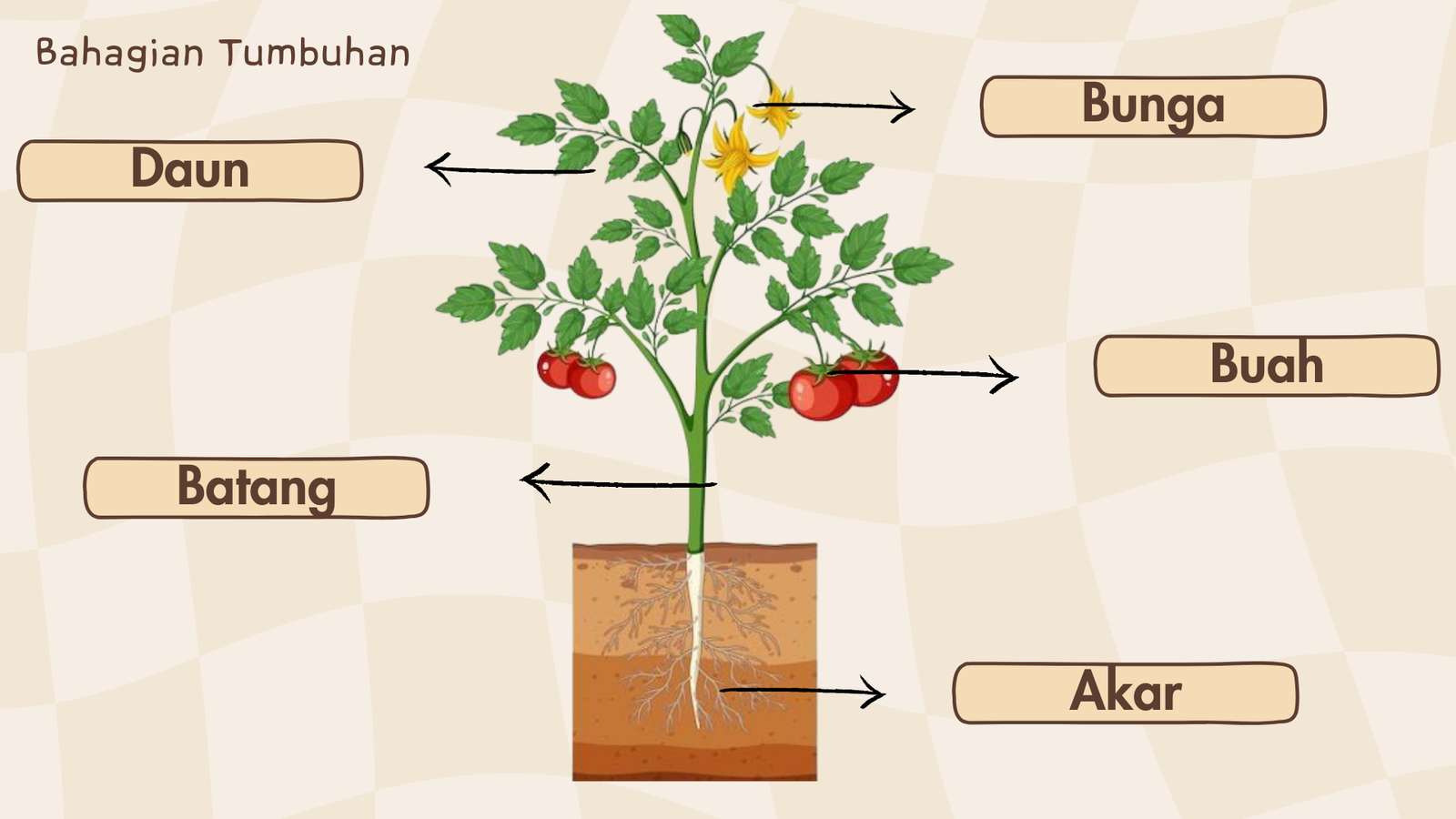Bahagian tumbuhan puzzle online