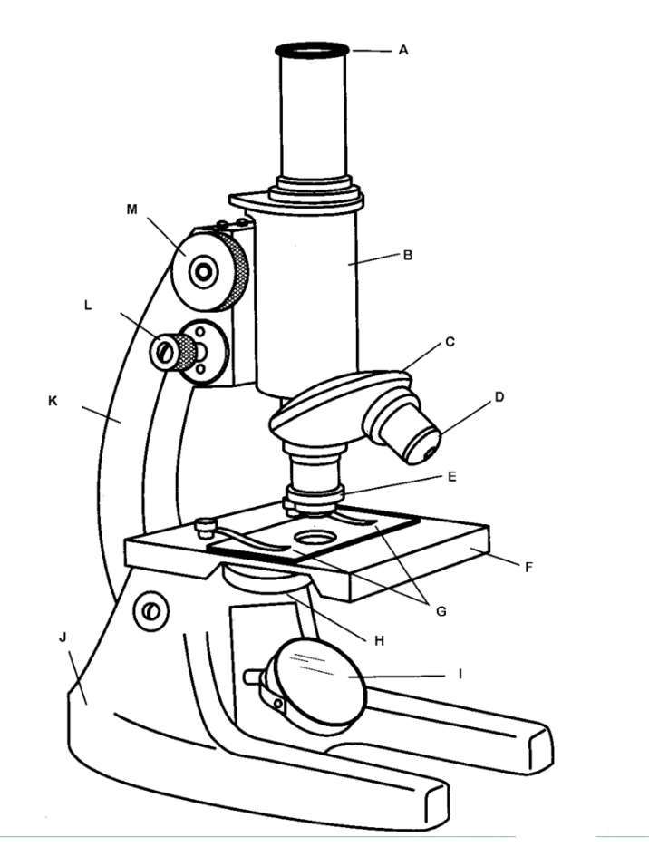 mikroskop puzzle online