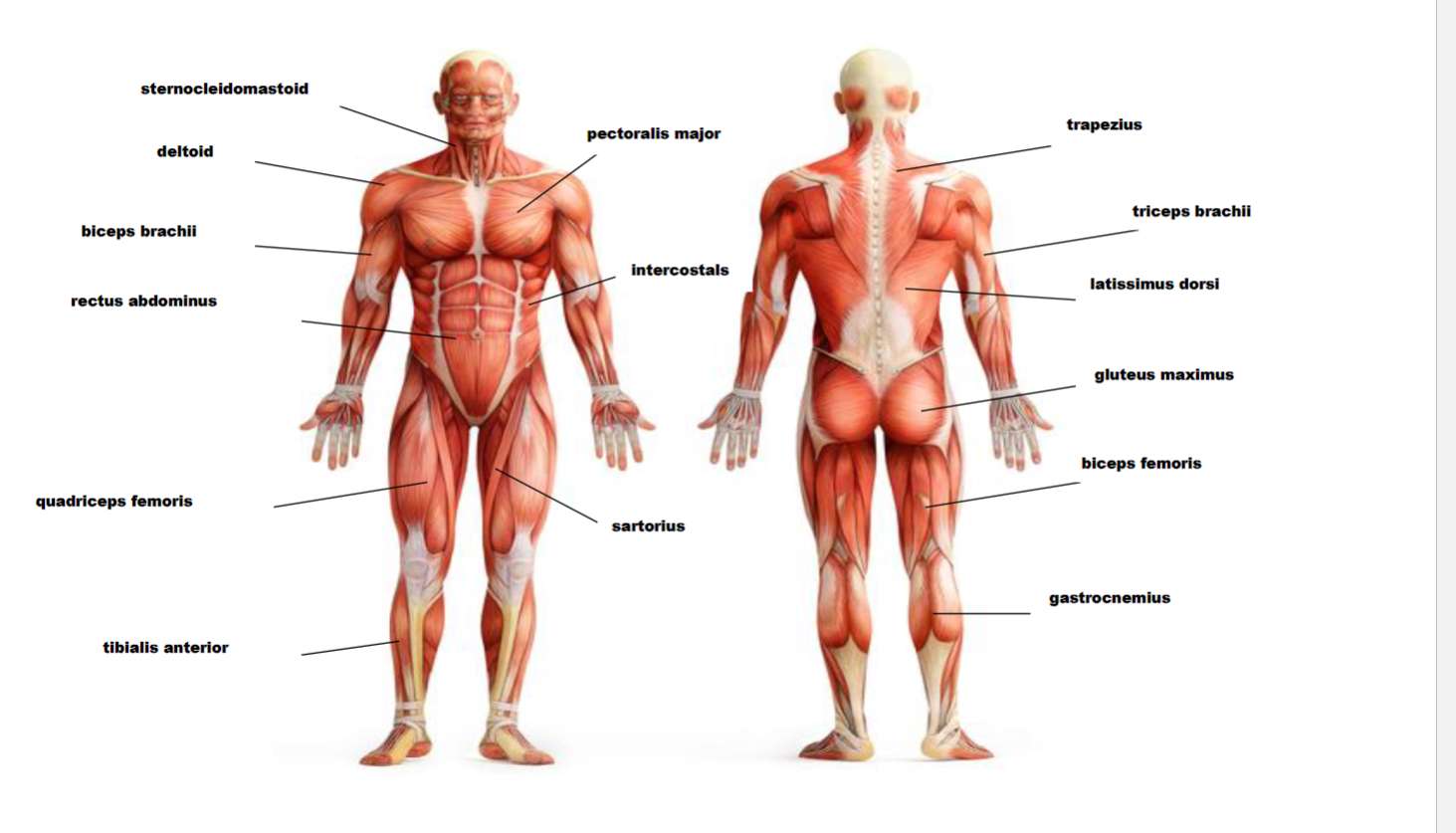 Główne grupy mięśni puzzle online ze zdjęcia
