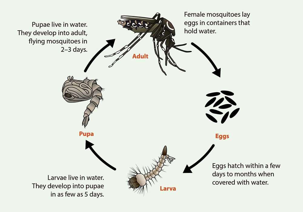 Cykl życia komara puzzle online ze zdjęcia