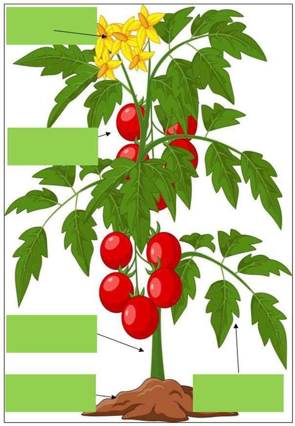 Części rośliny puzzle online ze zdjęcia