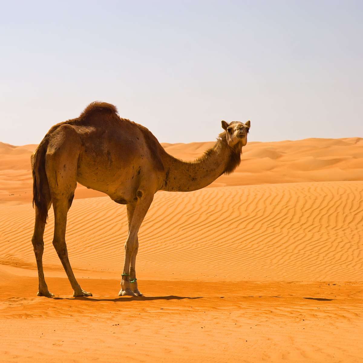 Wielbłąd na pustyni puzzle online