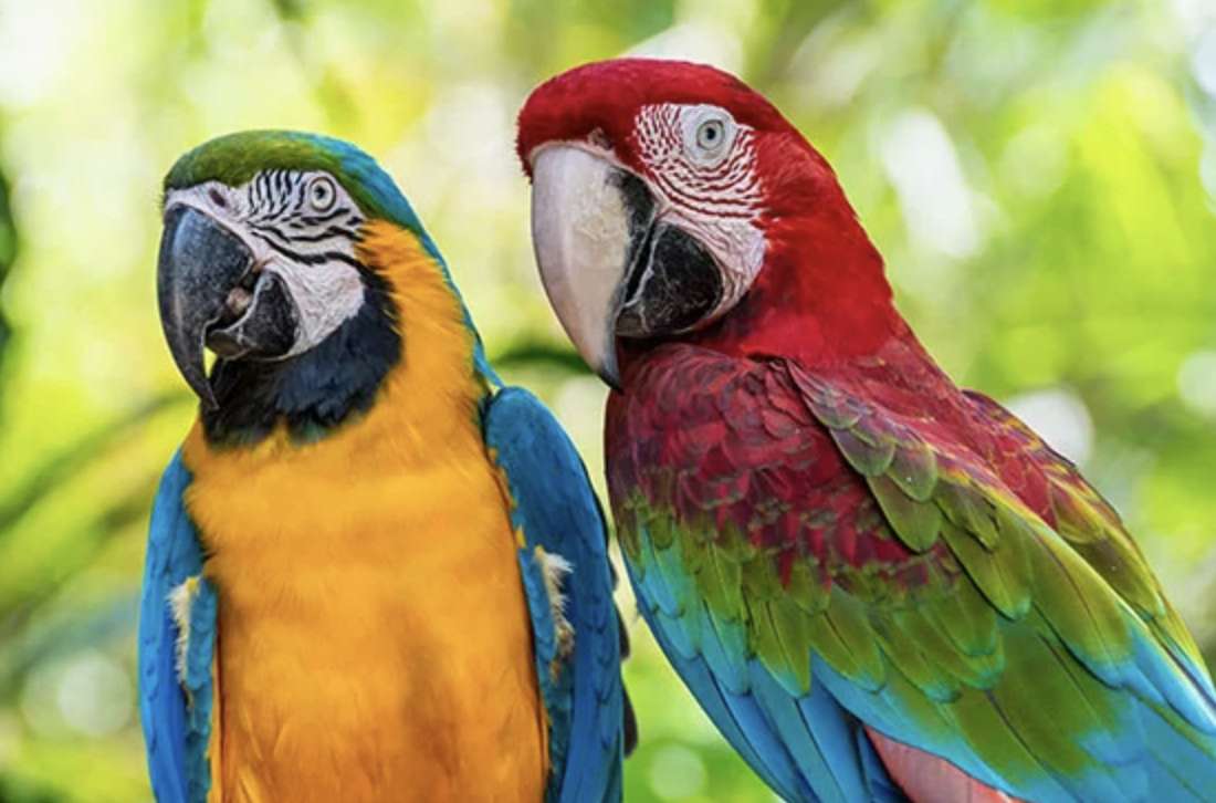 Guacamaya puzzle online ze zdjęcia