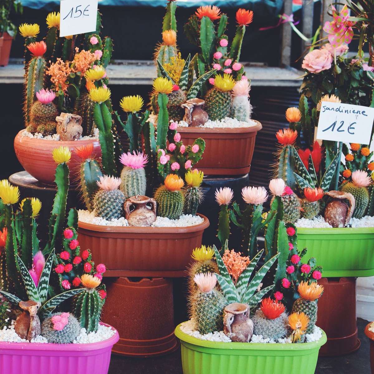 Kwitnący Kaktus puzzle online ze zdjęcia