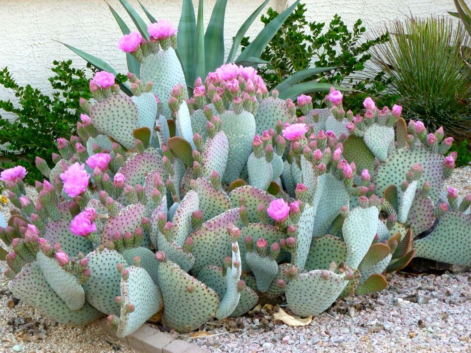 Różowy Kaktus puzzle online