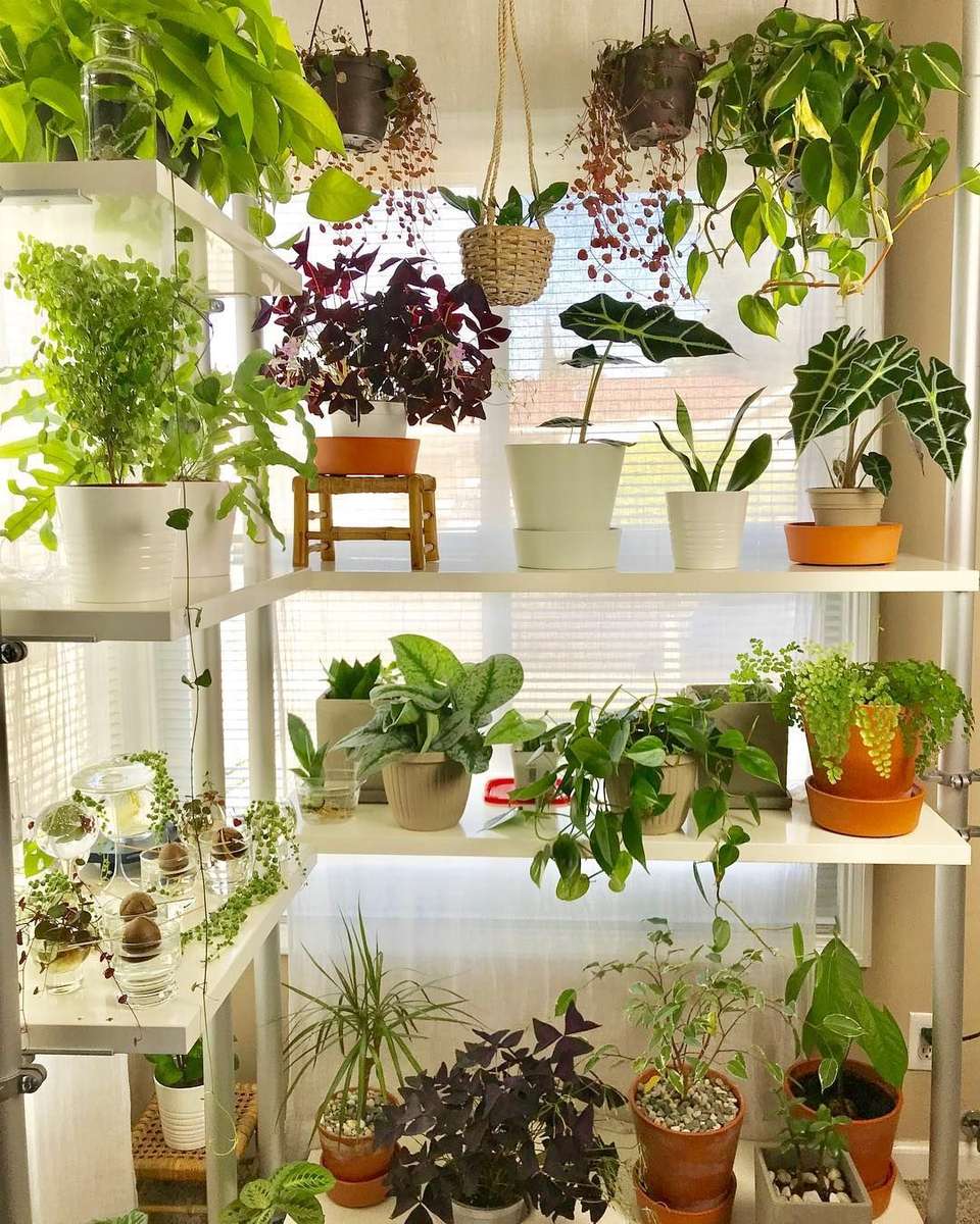 Półki na rośliny puzzle online ze zdjęcia