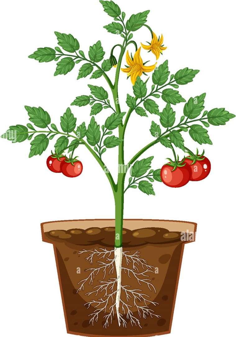 Roślina Pomidora puzzle online