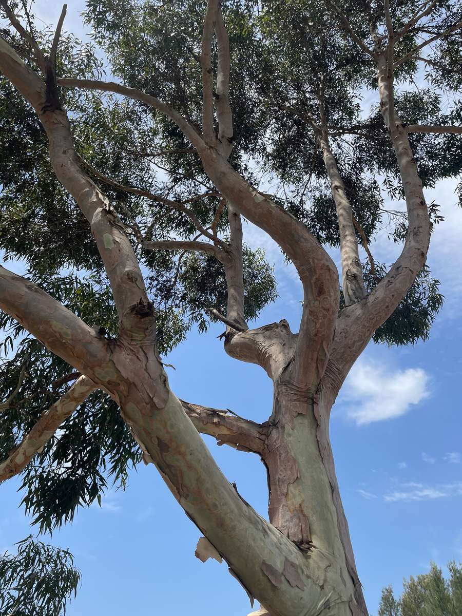 Drzewo w przyrodzie puzzle online ze zdjęcia