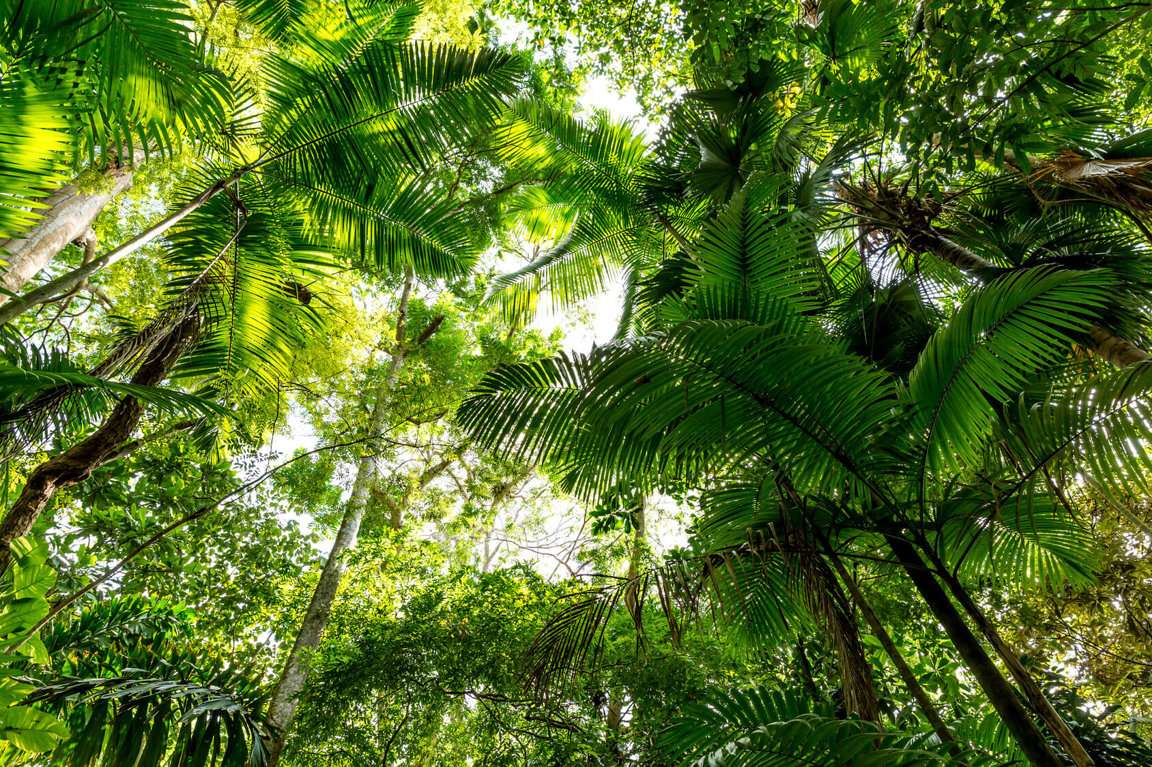 Tropikalne lasy deszczowe puzzle online