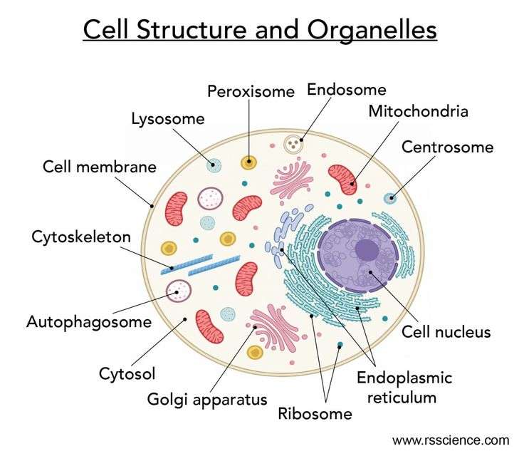 Struktura komórkowa i organelle puzzle online
