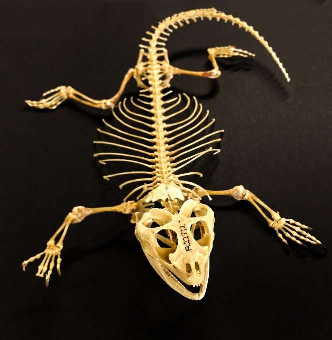 Brodaty szkielet smoka puzzle online ze zdjęcia