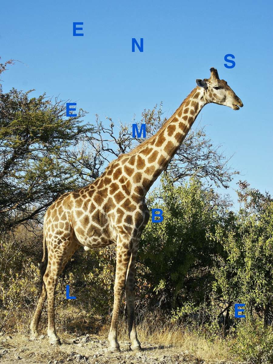 Żyrafa Mieszkająca razem puzzle online ze zdjęcia