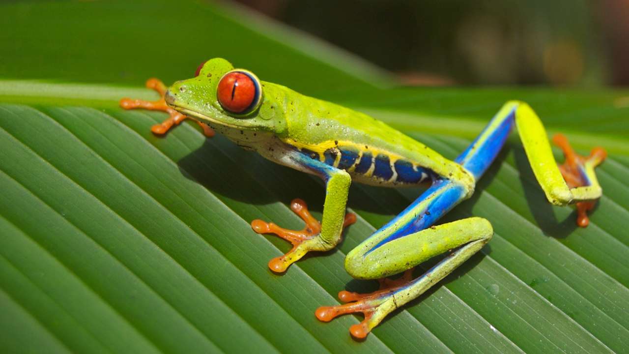 Żaba z czerwonymi oczami puzzle online ze zdjęcia