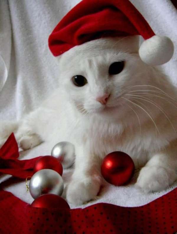 Marzę o Świętach Bożego Narodzenia z Białym Kotem puzzle online ze zdjęcia