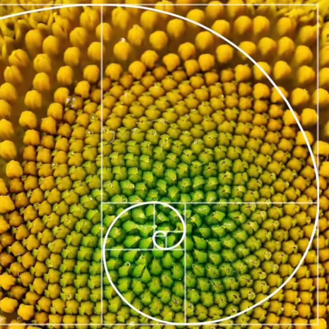 ciąg Fibonacciego puzzle online