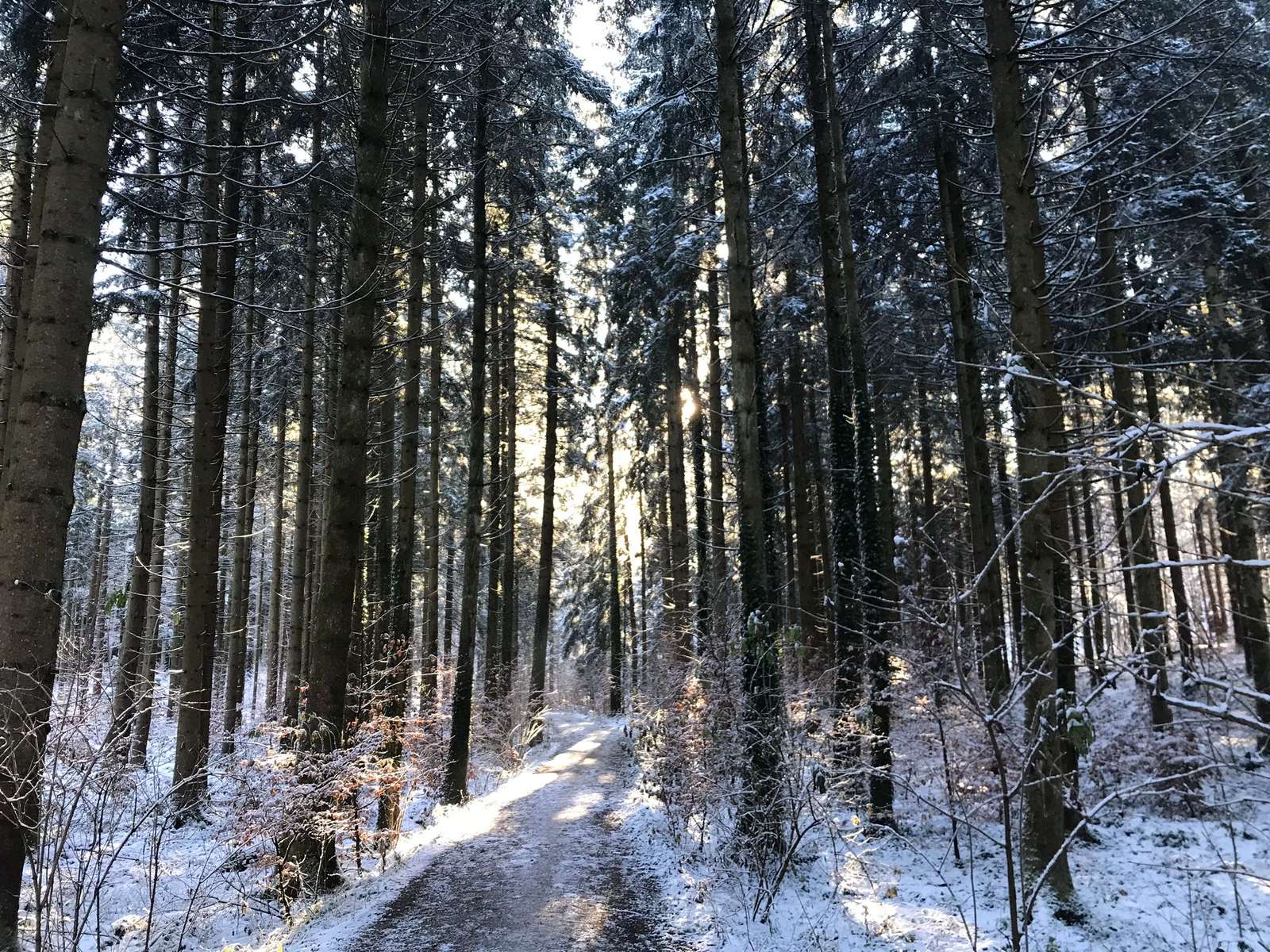 Ein Wald w zimie puzzle online ze zdjęcia