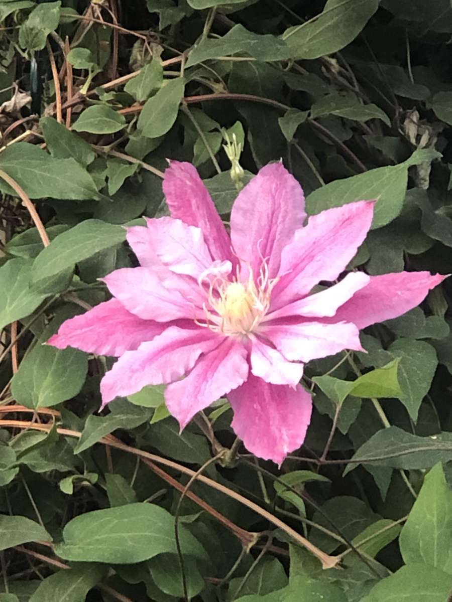 Różowy kwiat Zuzanny puzzle online