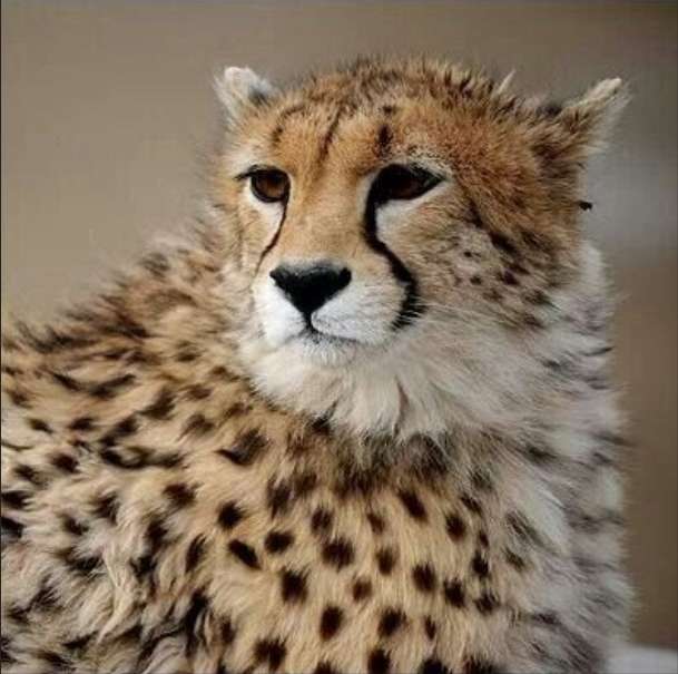 gepard azjatycki puzzle online ze zdjęcia