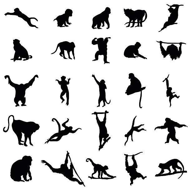 naczelne ssaki puzzle online ze zdjęcia