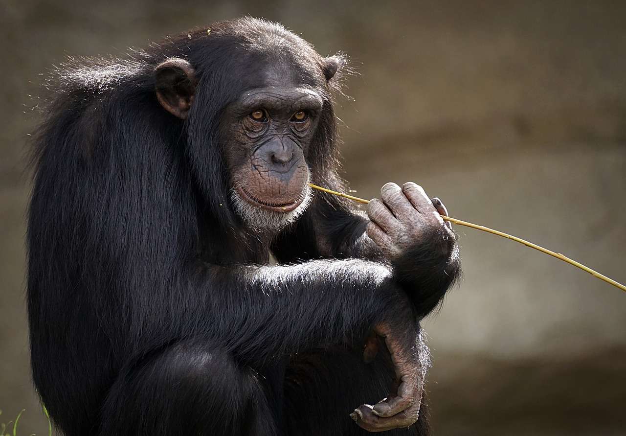 szympans puzzle online
