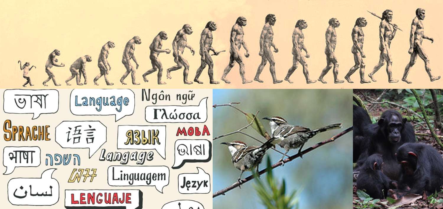 ewolucja języka puzzle online