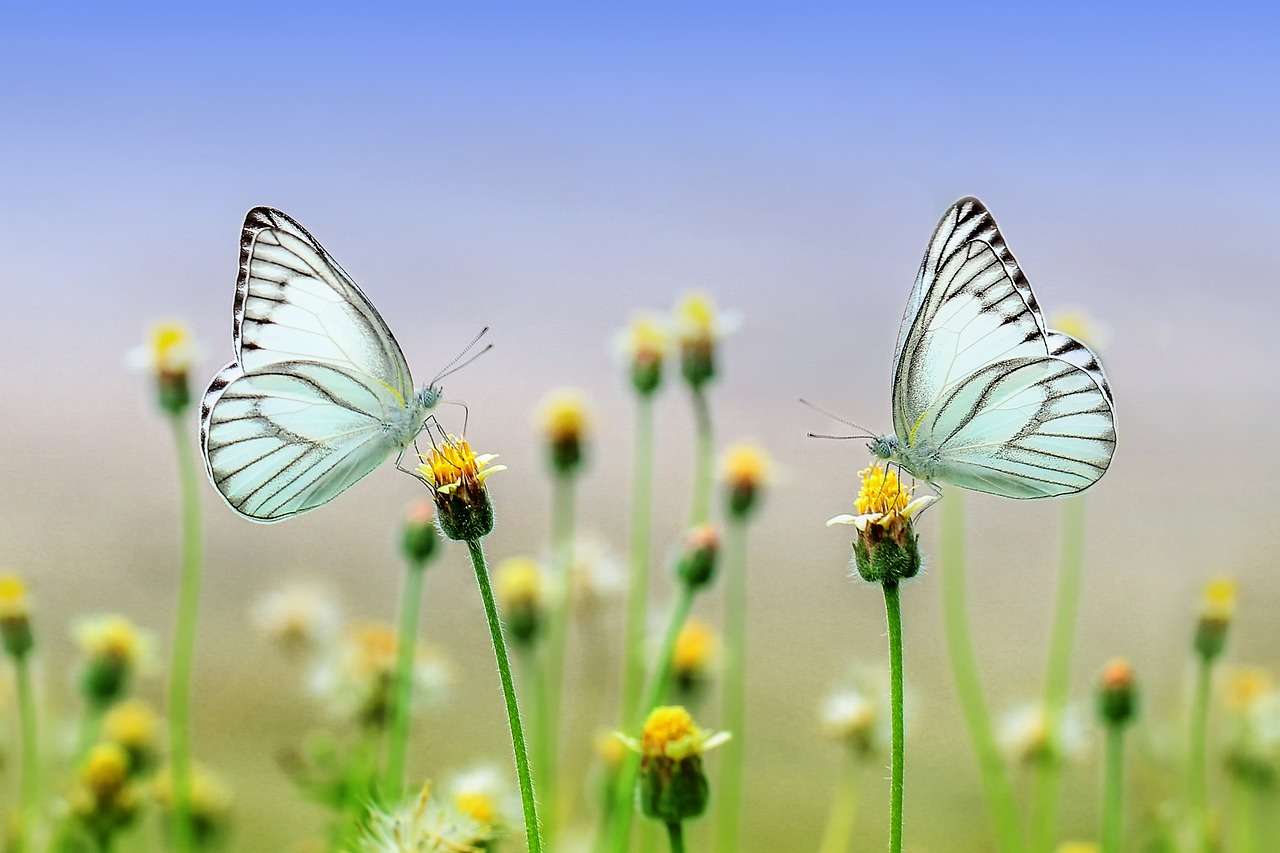 Kwiaty z motylem puzzle online ze zdjęcia