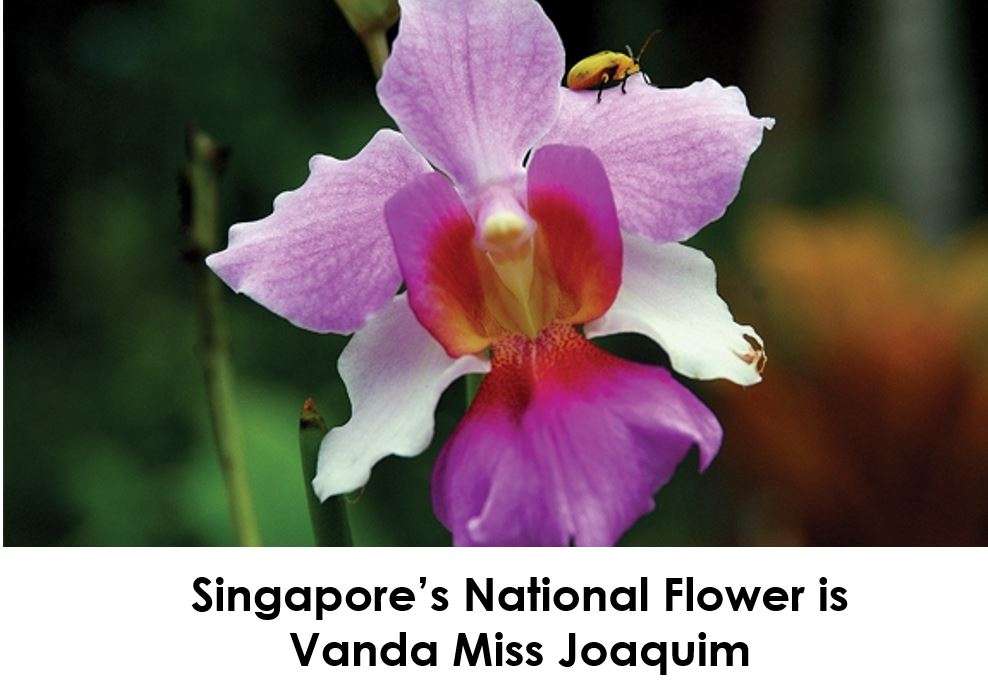 Narodowy Kwiat Singapuru puzzle online