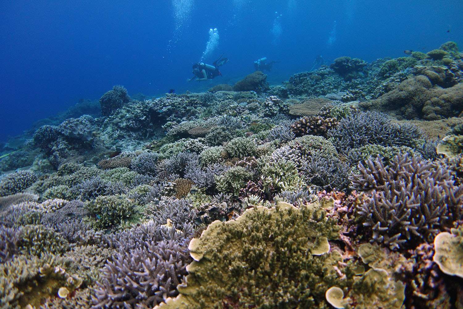 Rafy koralowe puzzle online